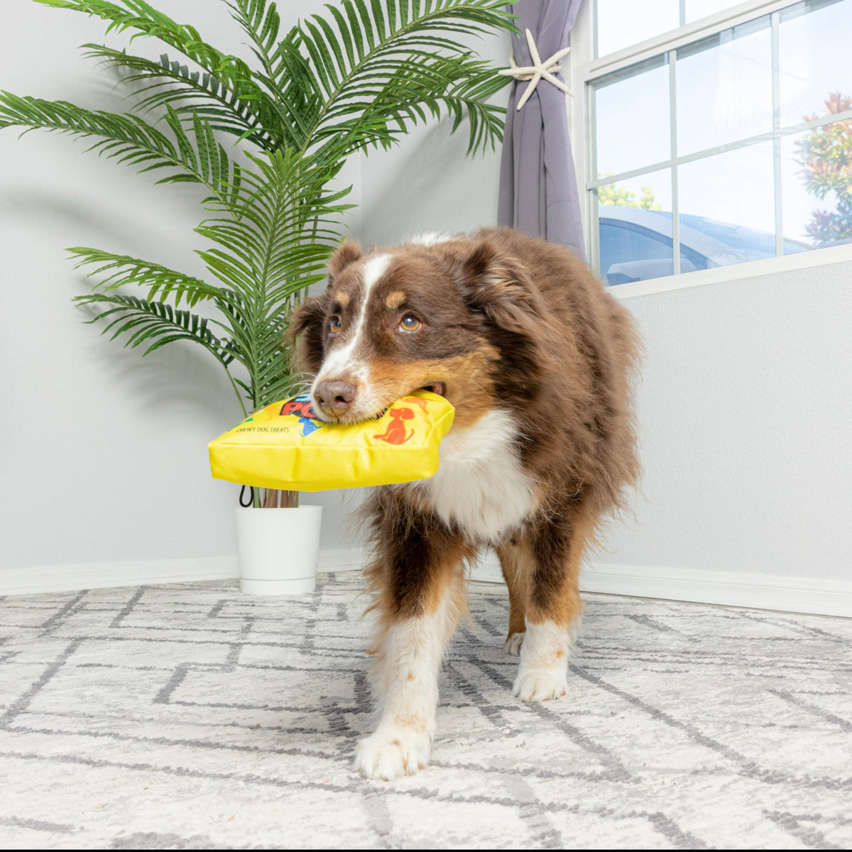 Dog Squeak Toy C51034