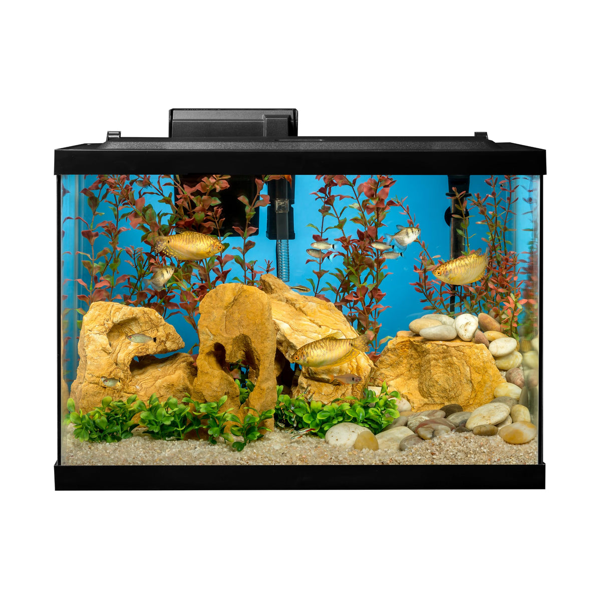 20 Gallon Fish Tank Kit G39367